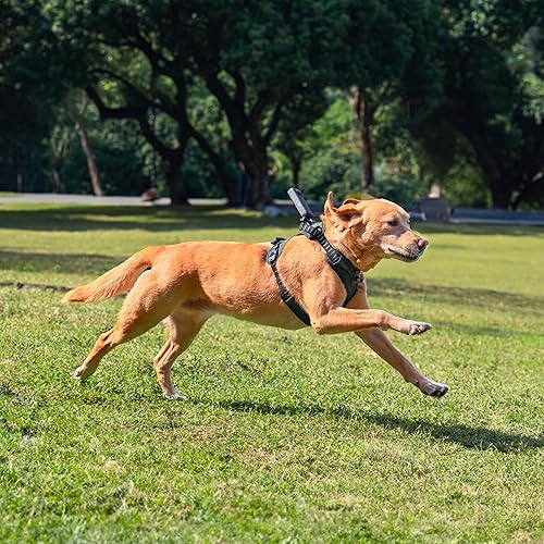 Pet Harness Mount Size L