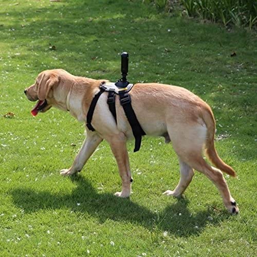 Insta360 ONE X & ONE Panoramic Action Camera Sports Accessory Pet Bundle